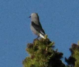 Bird, Whitebark Pine, Round Top Lake